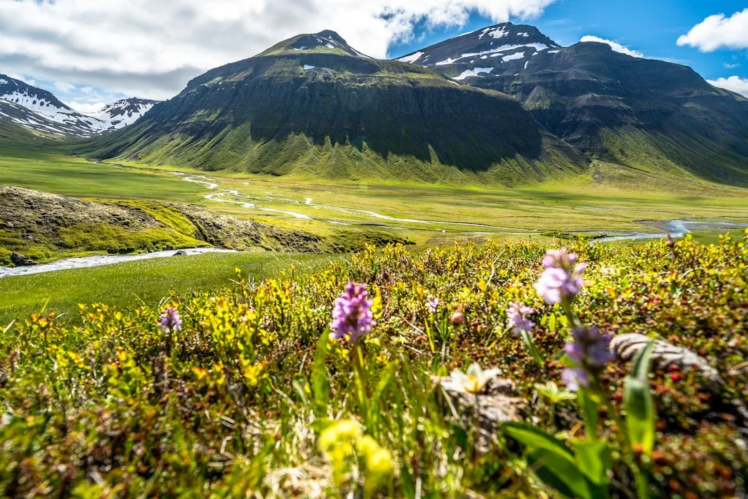 Green valley with wildflowers and snow-capped mountains