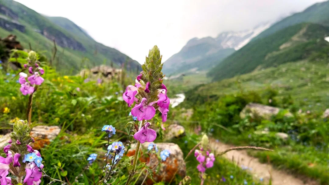 Wildflowers in the mountains with a trail in the foreground
